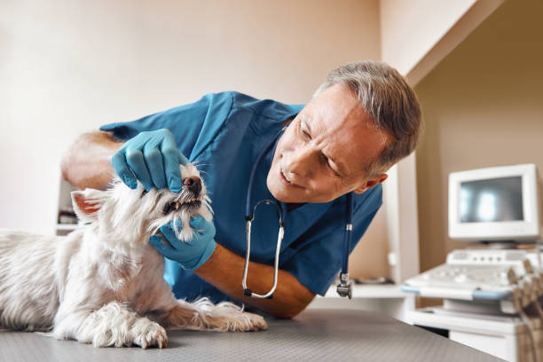Best Emergency Wisdom Teeth Removal in Taylor Creek, OH